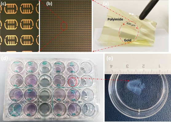 (a) Demonstration of the flexibility of the biosensor. (b-c) fabricated metasurface biosensor under an optical microscope, (d) cultured 3D collagen gel models of BCC in 24-well plates, and (e) a close-up view. Credit by: Shohreh Nourinovin et. al./IEEE Transactions on Biomedical Engineering